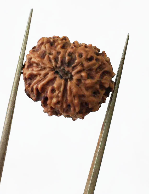 13 Mukhi Certified Indonesian Rudraksha Premium quality